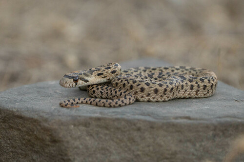 iNaturalist observation photo of Pacific Gopher Snake