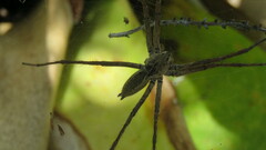 Aglaoctenus lagotis