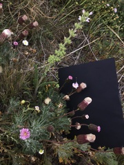 Ixiochlamys cuneifolia