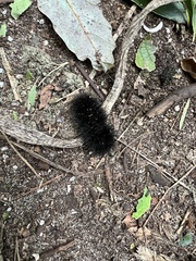 Spilosomina