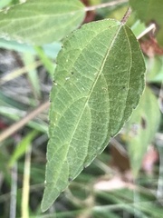 Acalypha rhomboidea