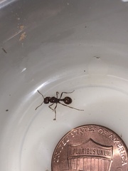 Pogonomyrmex anergismus