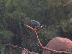 Geranospiza caerulescens