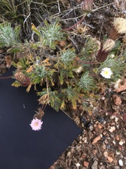 Ixiochlamys cuneifolia