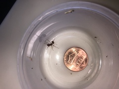 Pogonomyrmex anergismus