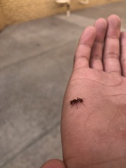 Pogonomyrmex anergismus