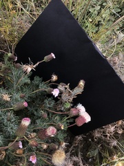 Ixiochlamys cuneifolia