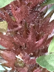 Acalypha rhomboidea