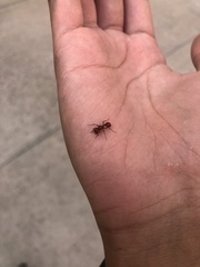 Pogonomyrmex anergismus