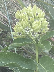 Asclepias viridis