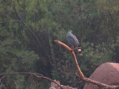 Geranospiza caerulescens