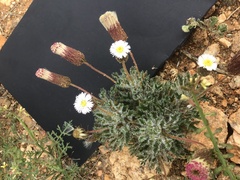 Ixiochlamys cuneifolia