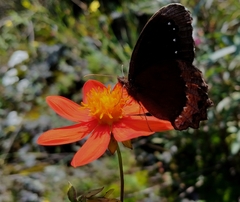 Gyrocheilus patrobas