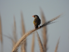 Embernagra platensis