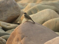 Serpophaga nigricans