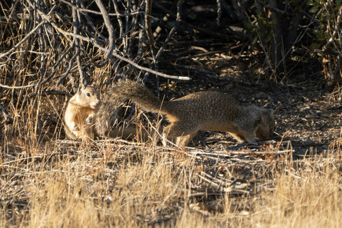 iNaturalist observation photo of California Ground Squirrel