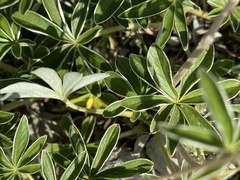 Potentilla alchimilloides