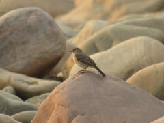 Serpophaga nigricans