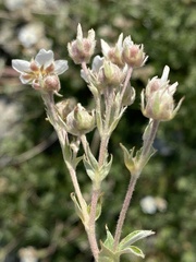 Potentilla alchimilloides