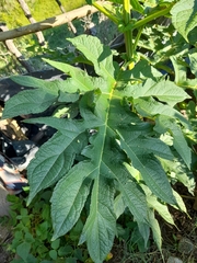 Montanoa bipinnatifida