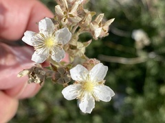Potentilla alchimilloides