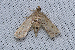 Sufetula hemiophthalma