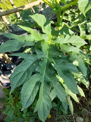 Montanoa bipinnatifida