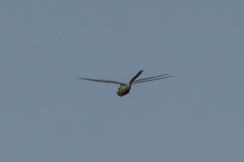 iNaturalist observation photo of Common Green Darner