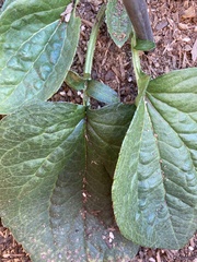 Plantaginaceae