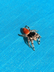 Phidippus kastoni