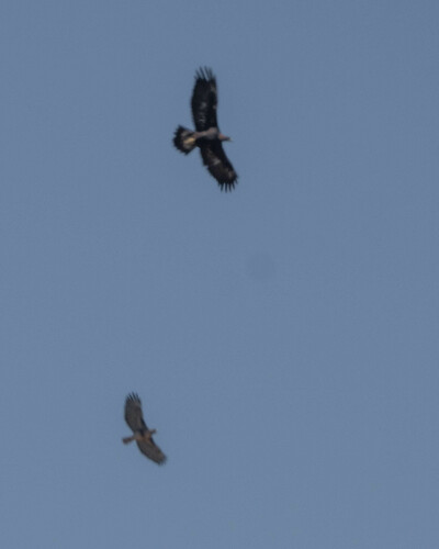 iNaturalist observation photo of Red-tailed Hawk