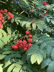 Sorbus