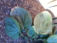 Plantaginaceae