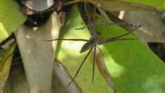 Aglaoctenus lagotis