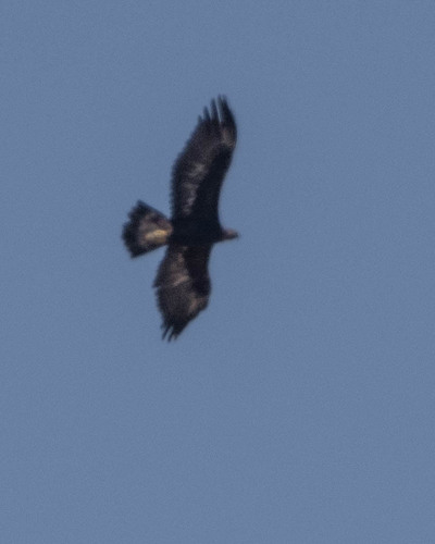 iNaturalist observation photo of Golden Eagle