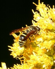 Ancistrocerus catskill