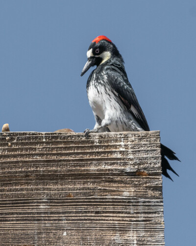 iNaturalist observation photo of Acorn Woodpecker