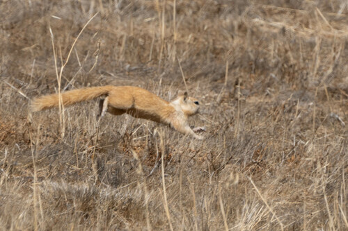 iNaturalist observation photo of California Ground Squirrel