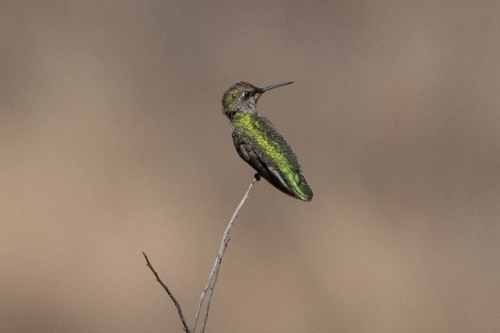 iNaturalist observation photo of Anna's Hummingbird