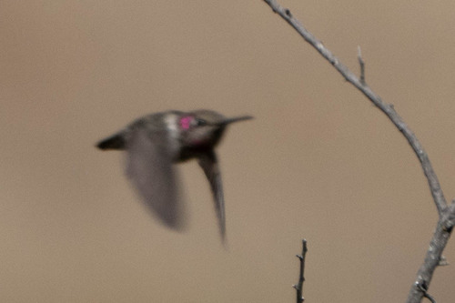 iNaturalist observation photo of Anna's Hummingbird