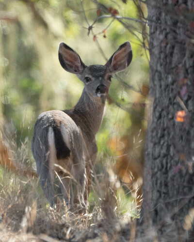 iNaturalist observation photo of Columbian Black-tailed Deer
