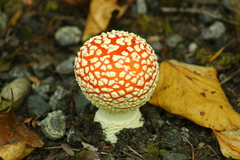 Amanita muscaria