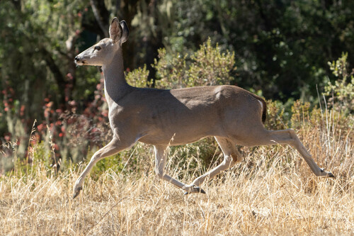 iNaturalist observation photo of Mule Deer