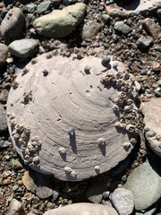 Placopecten magellanicus