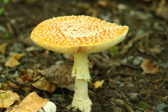 Amanita muscaria