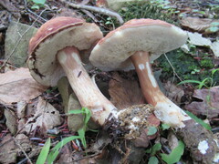 Xanthoconium purpureum