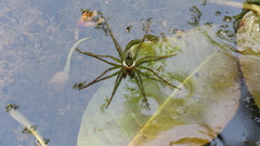 Thaumasia