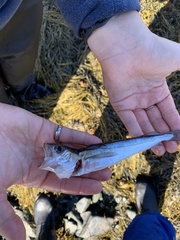 Merluccius bilinearis