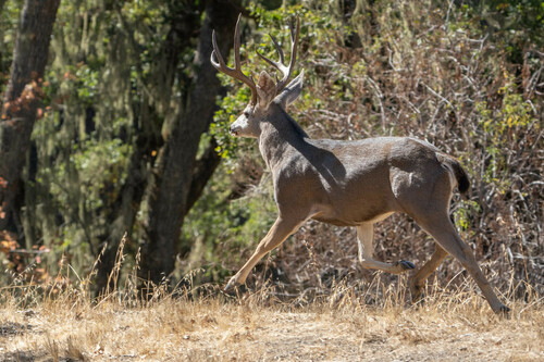 iNaturalist observation photo of Mule Deer