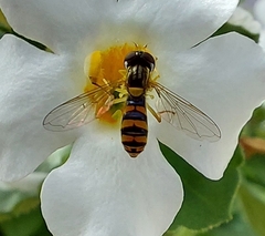 Sphaerophoria macrogaster